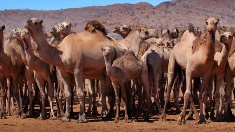 camellos australia