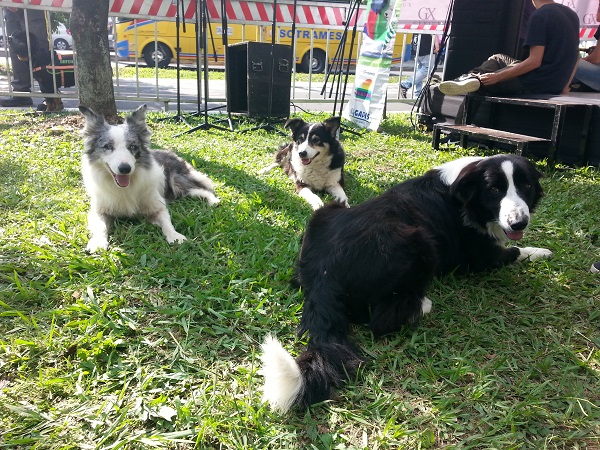 caminata canina