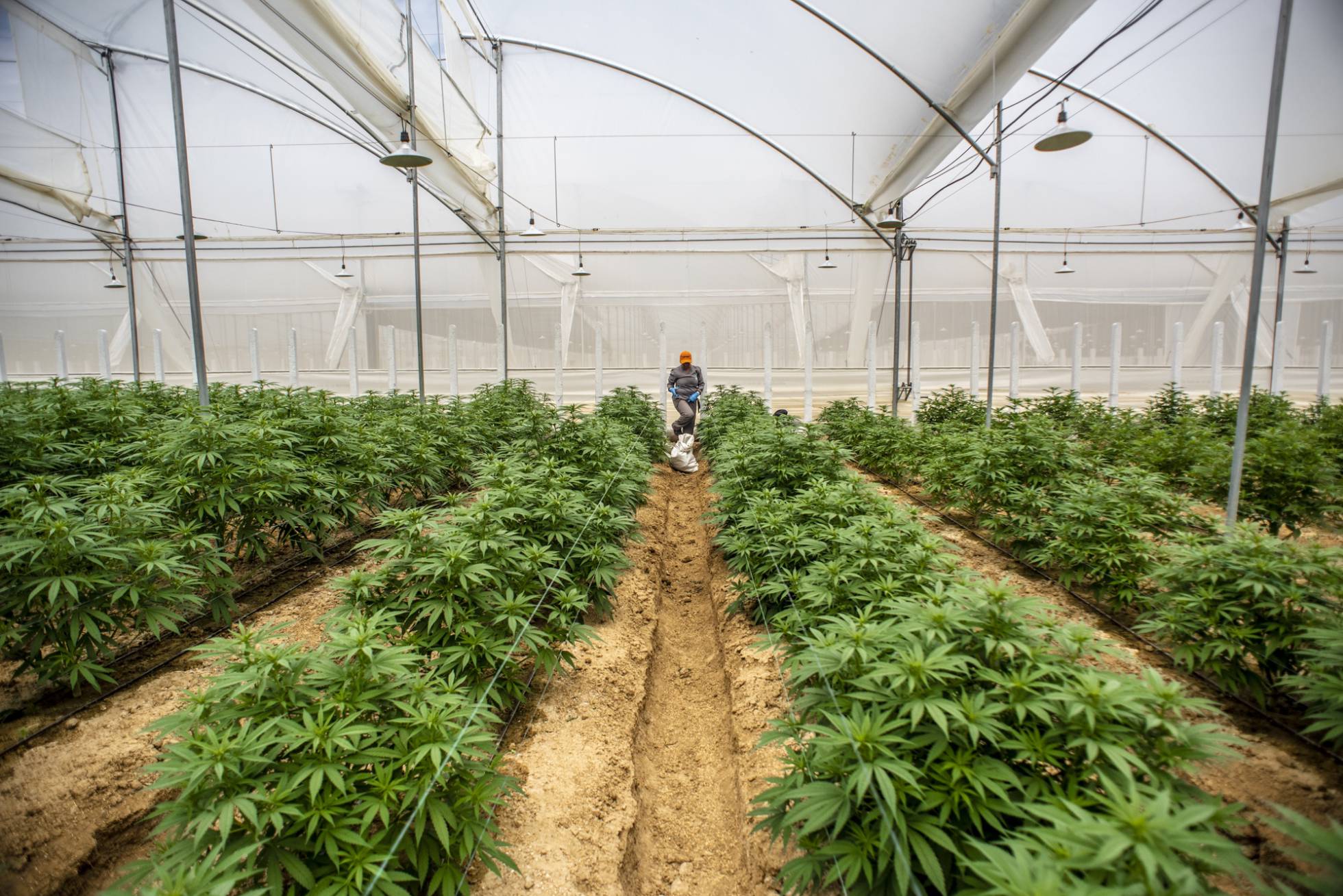 cannabiscultivo