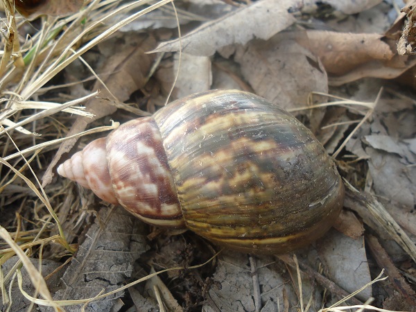 caracol