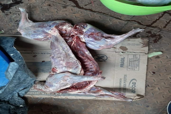 carneperrobrayan