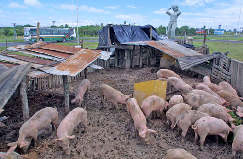 cerdos afecciones