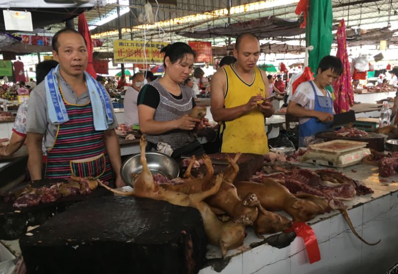 chinaperroscomida