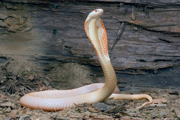 cobra8ener