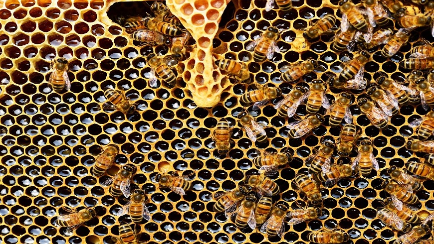 colmena abejas