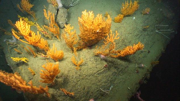 coral group