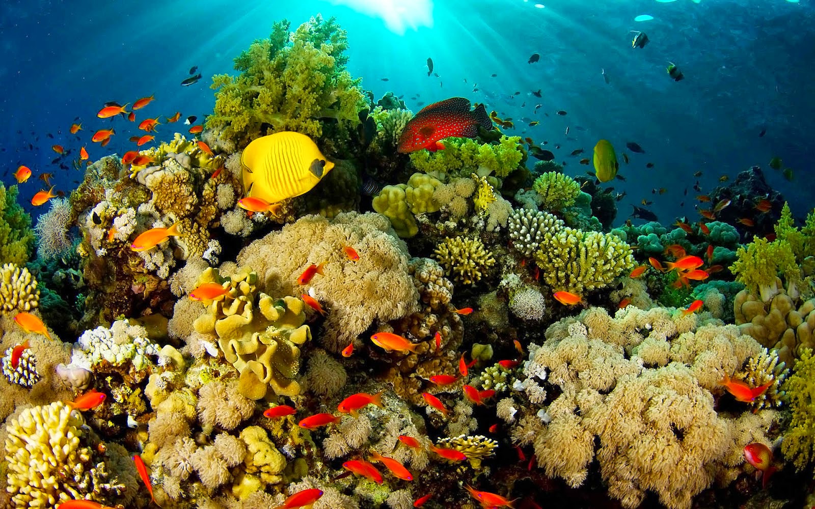 coral reef hd widescreen wallpapers 1920x12001