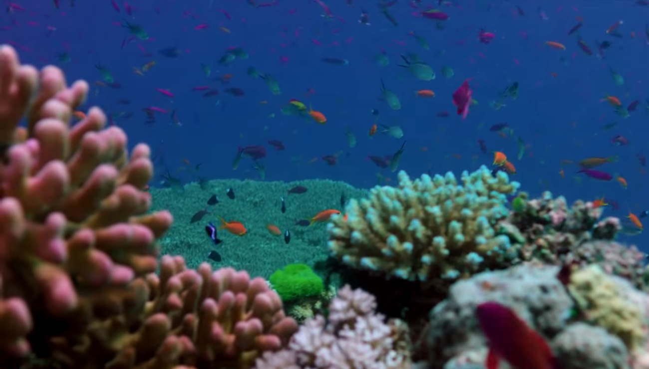 corales australia