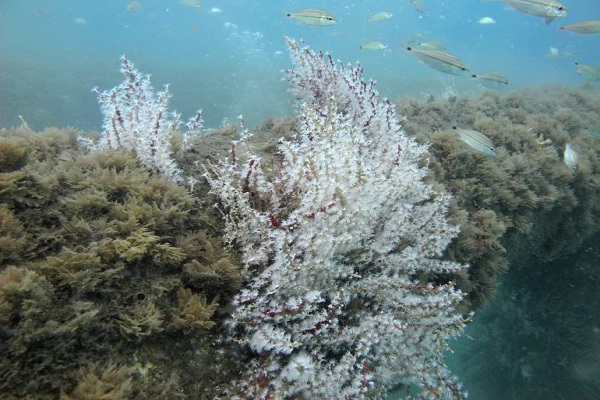 corales santa marta