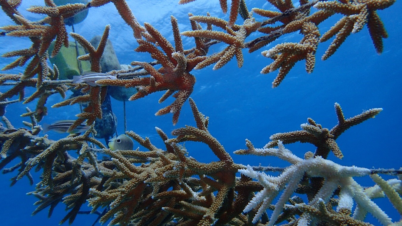 coralpeces