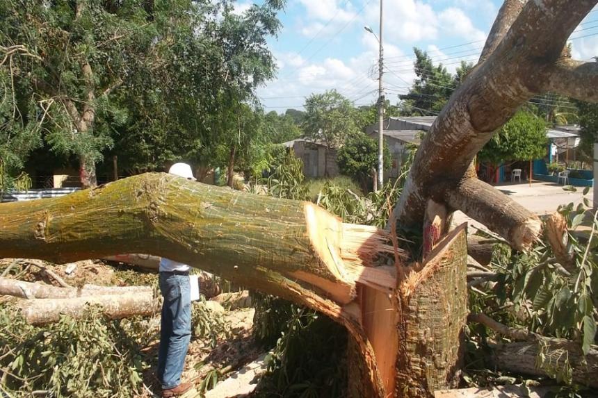 cordobaarbol