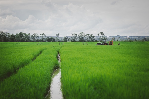 cultivo arroz