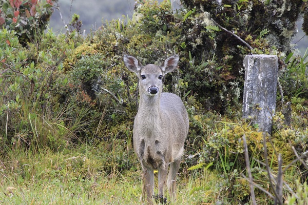 deer in the paramo of chingaza 2420881 1920