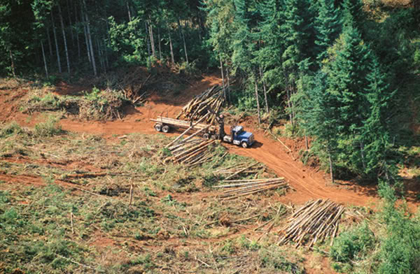 deforestacion amazonía Brasil EFE
