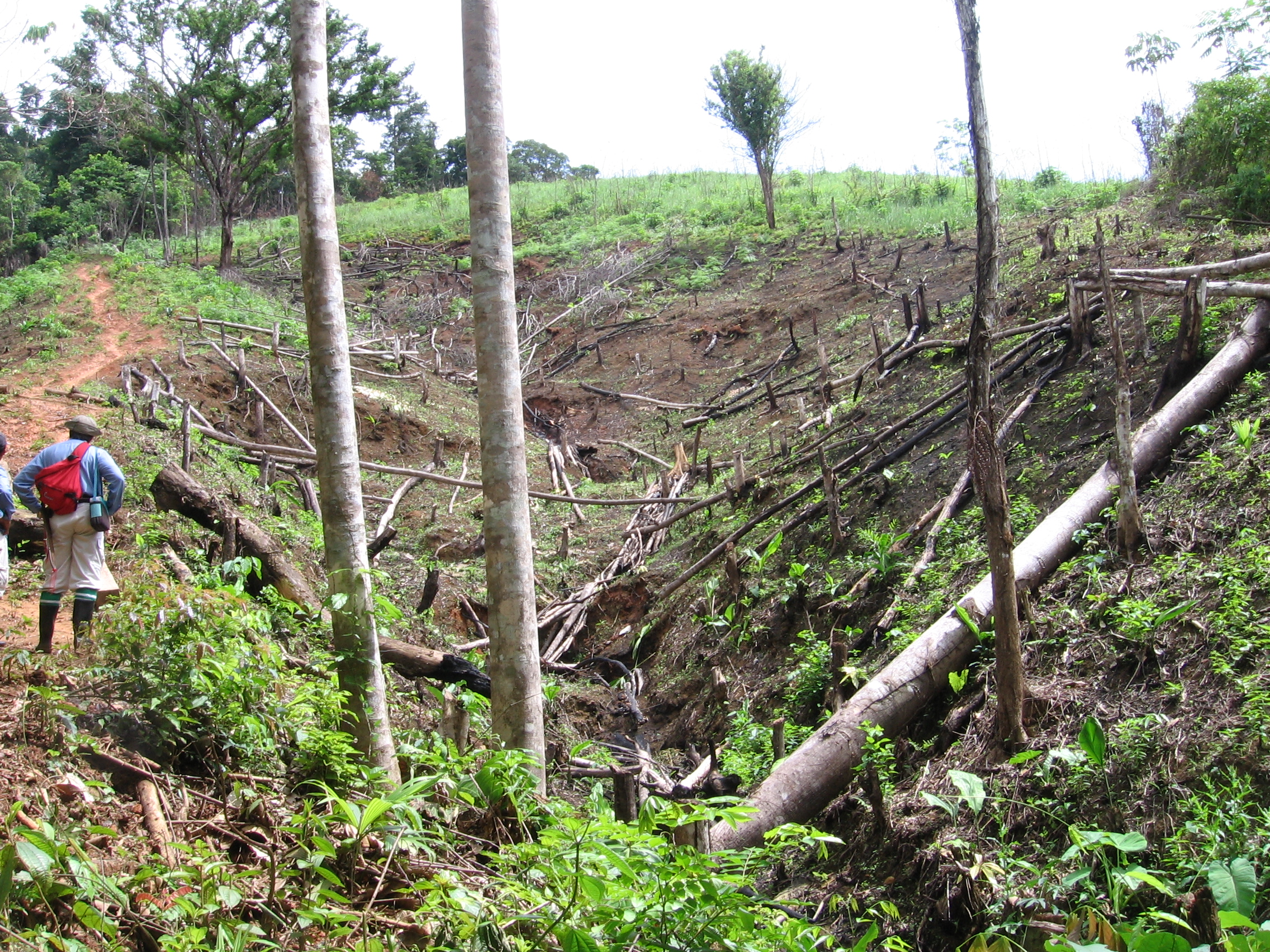 deforestacion parques