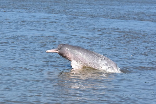 delfin rosado 600