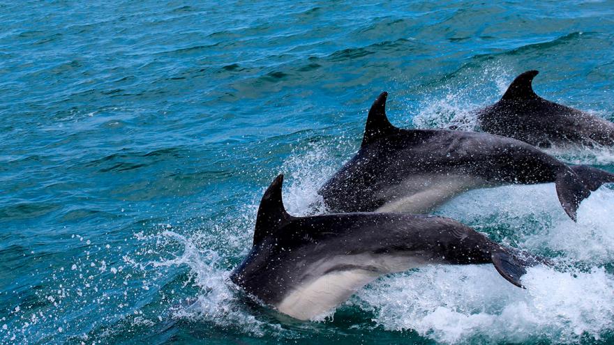 delfines en La Guajiraok