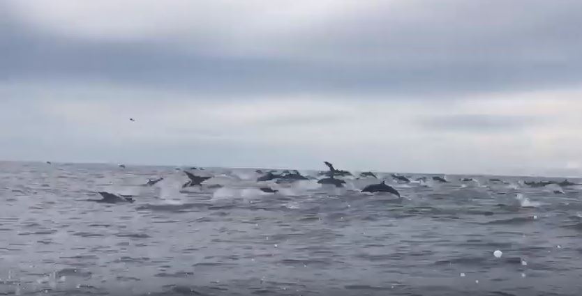 delfinesbahiasolano