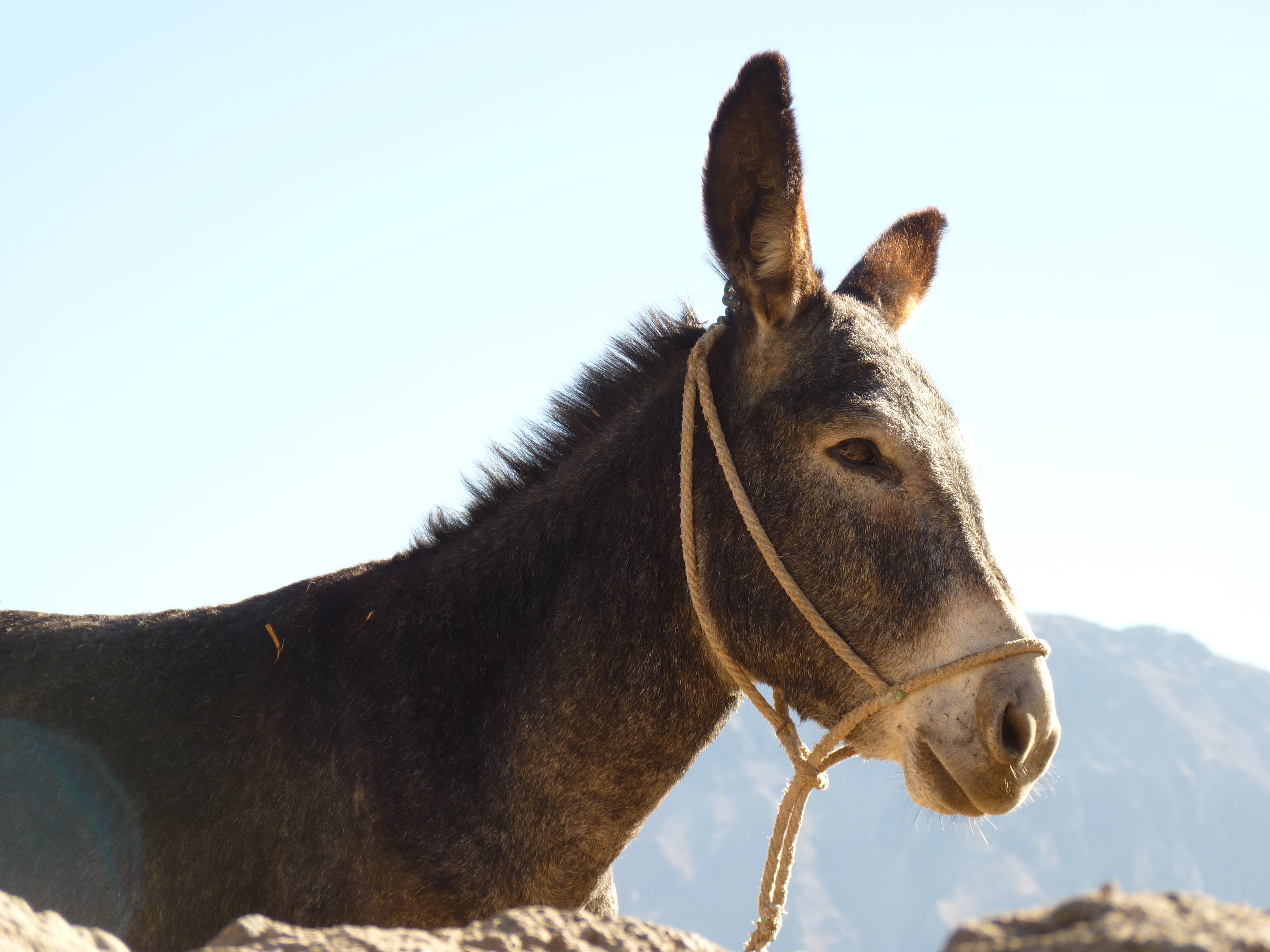 donkey 43301