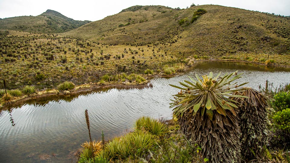 ecosistemasalta