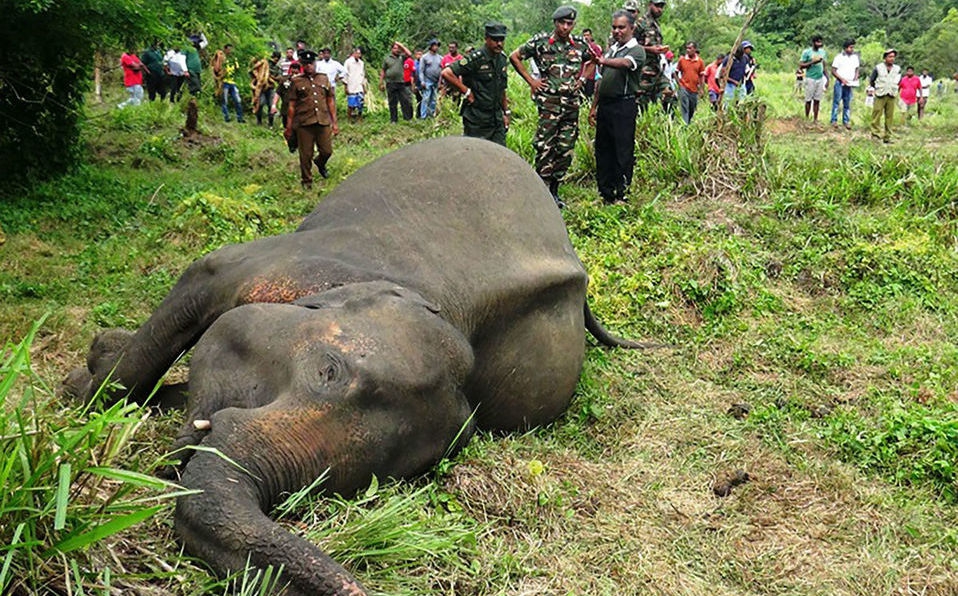 elefante envenenado