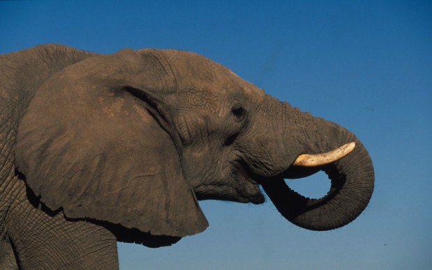 elefante ok