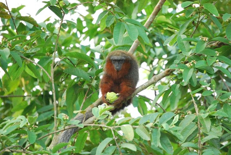 endemica colombia