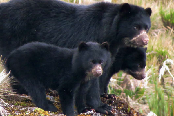 familia de osos 600