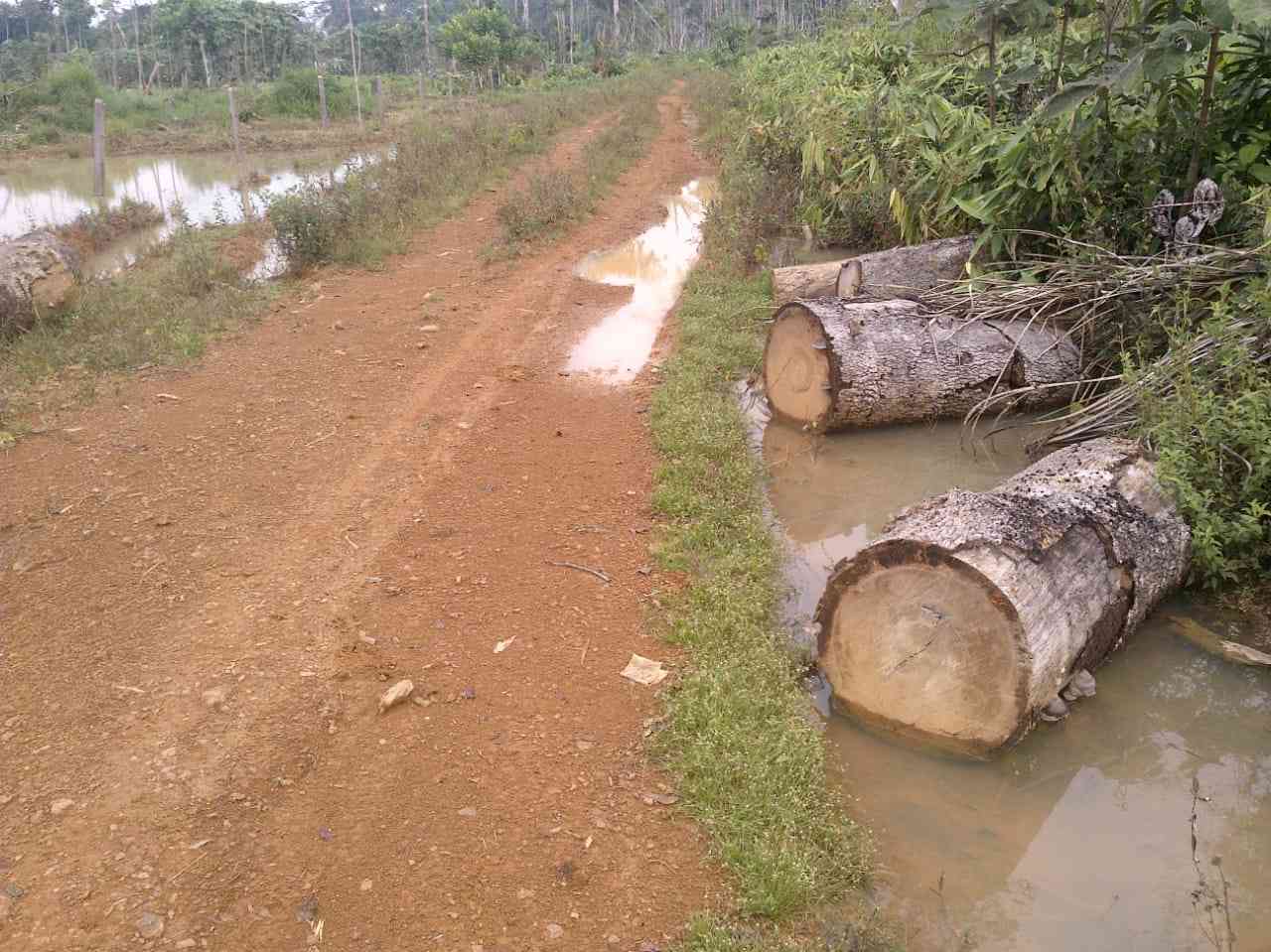 fiscaliafotoarboles