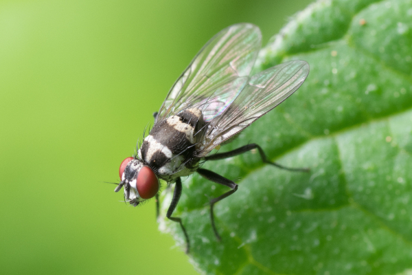 fly 1ok