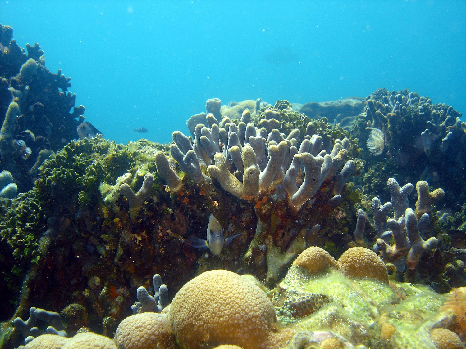 foto archivo corales