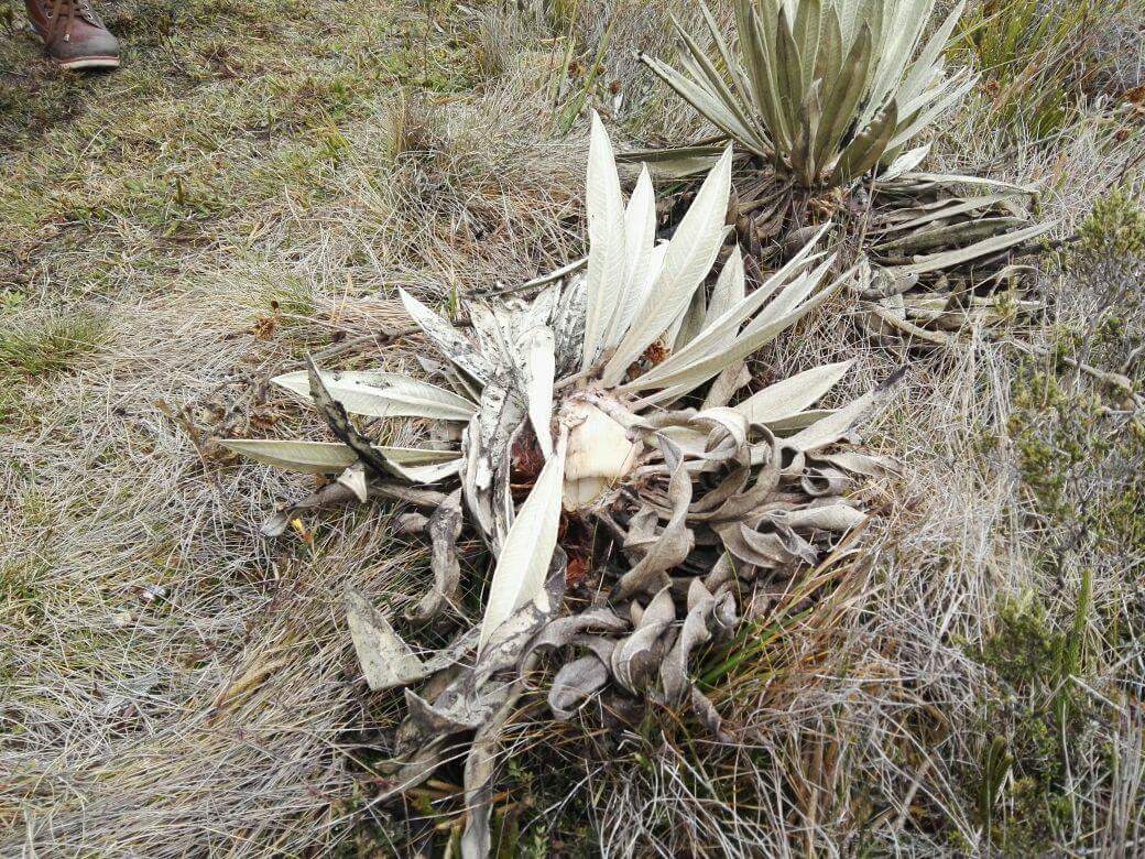 frailejon