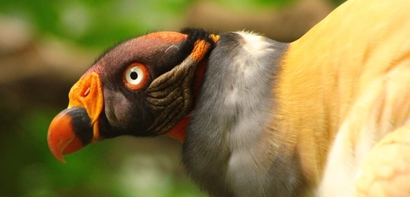 gallinazo