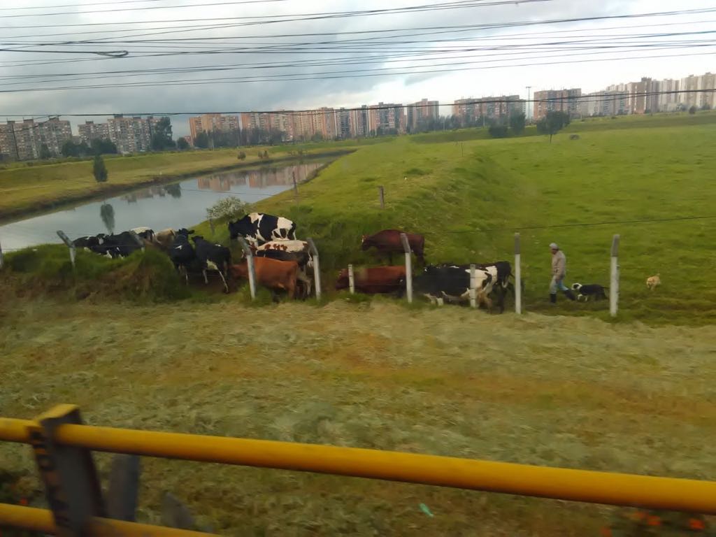 ganado bta
