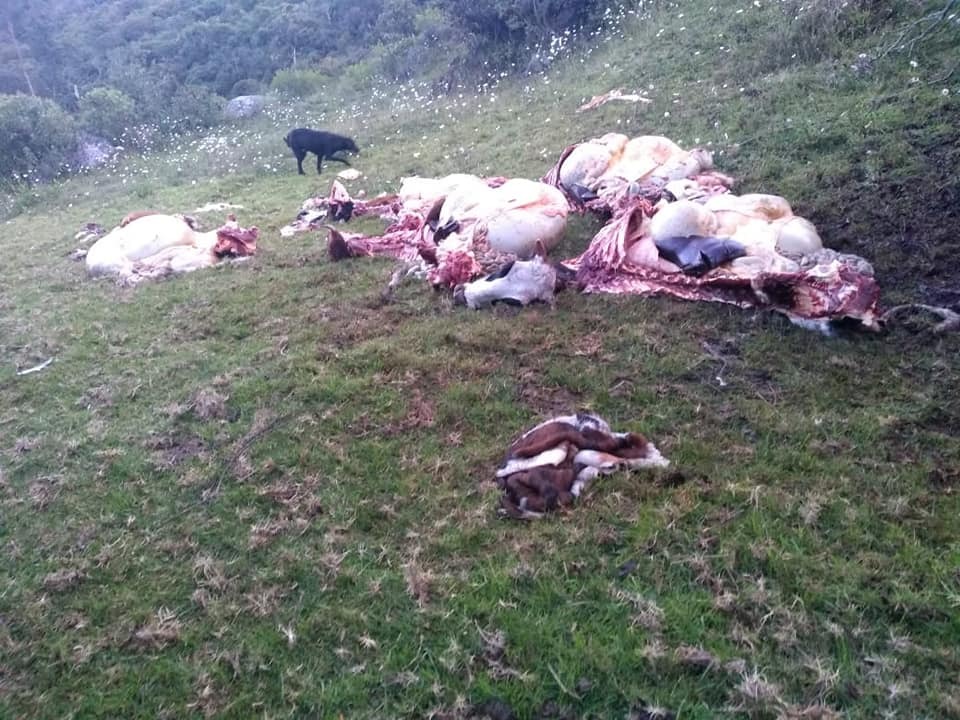 ganado robado