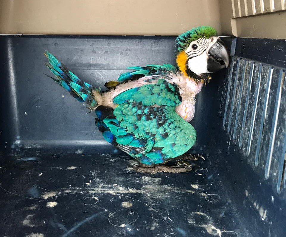 guacamayapelada