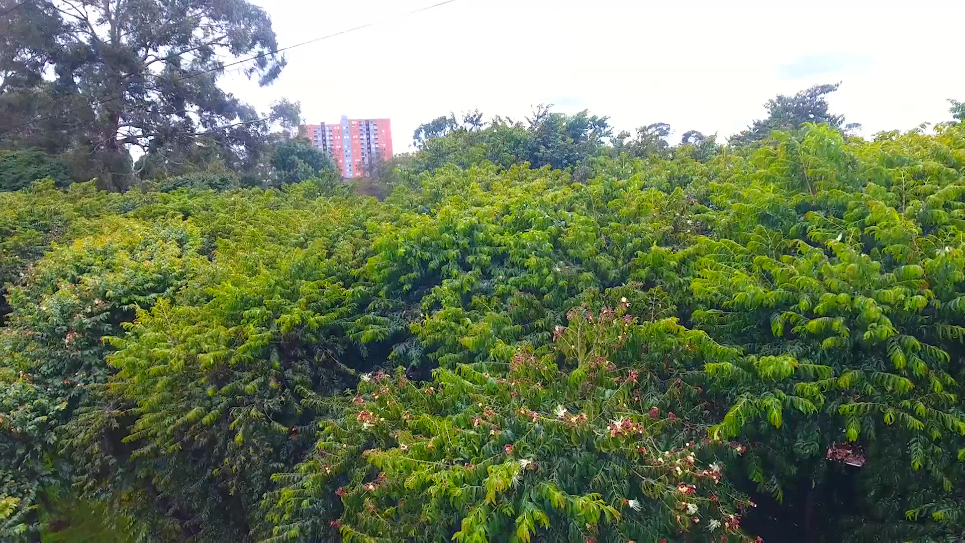 Guayacán de Manizales, uno de los árboles más resistentes a la  contaminación urbana de Bogotá