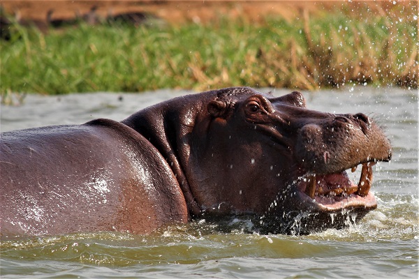 hipopotamo600napoles
