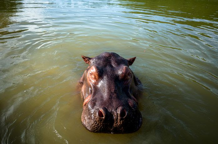 hipopotamo Río