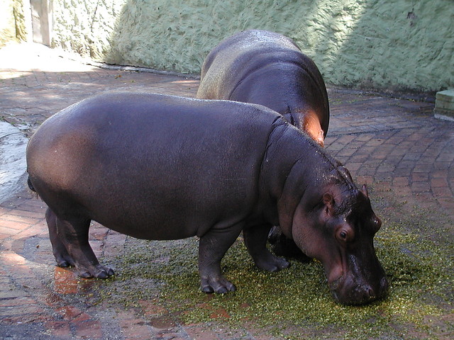 hipopotamo colprensa