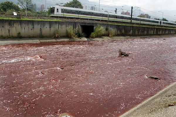 hongo aguas contaminadas 2