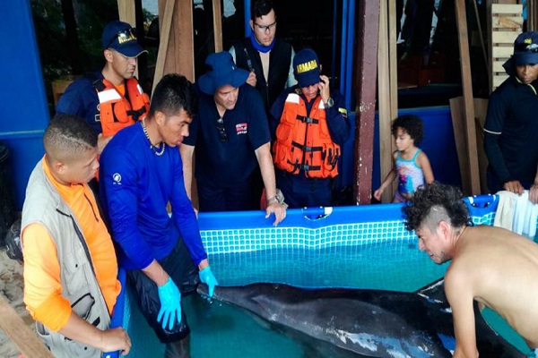 iDelfin rescatado Santa Marta