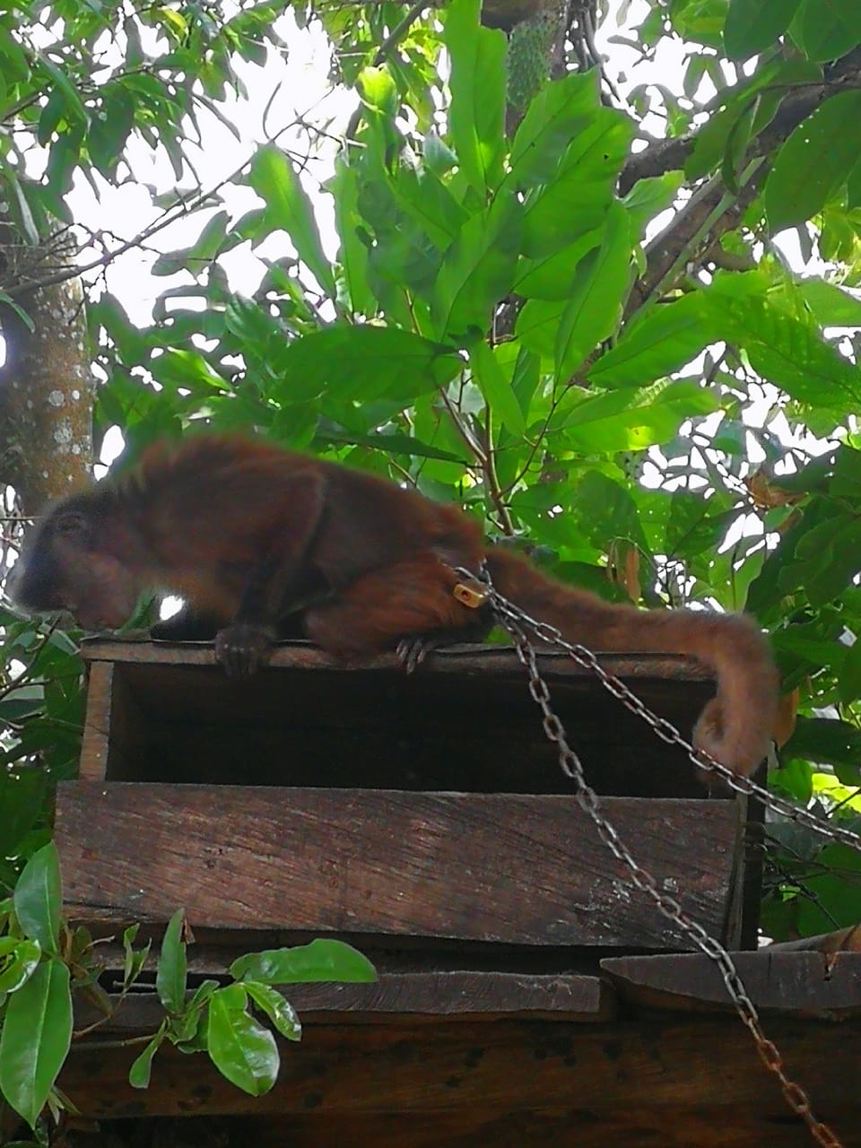incautacion primate en Cunday 1