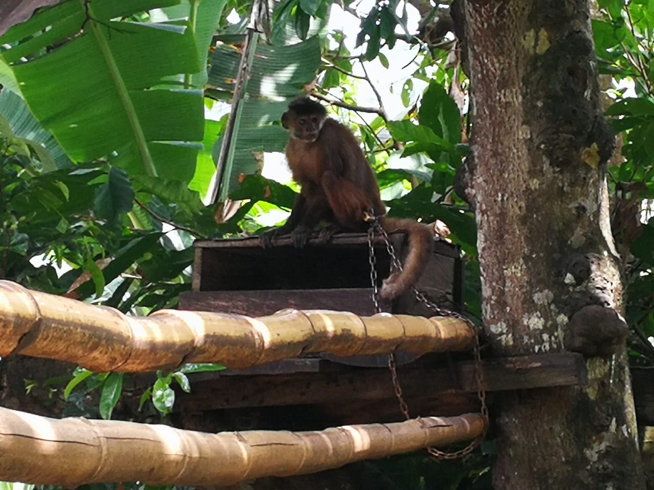 incautacion primate en Cunday 2