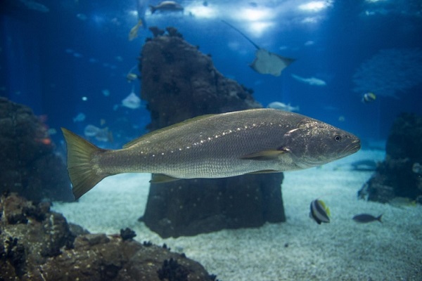 iocorvina golfo california