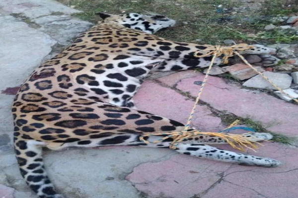 jaguar19dic