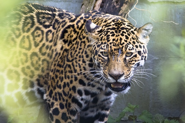 jaguar600