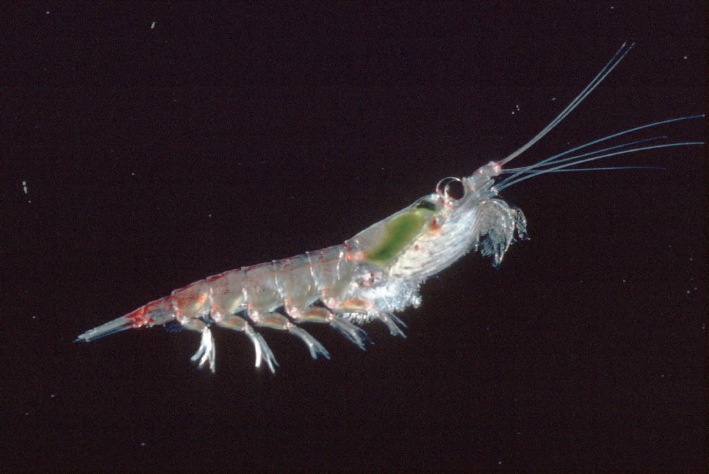 krill