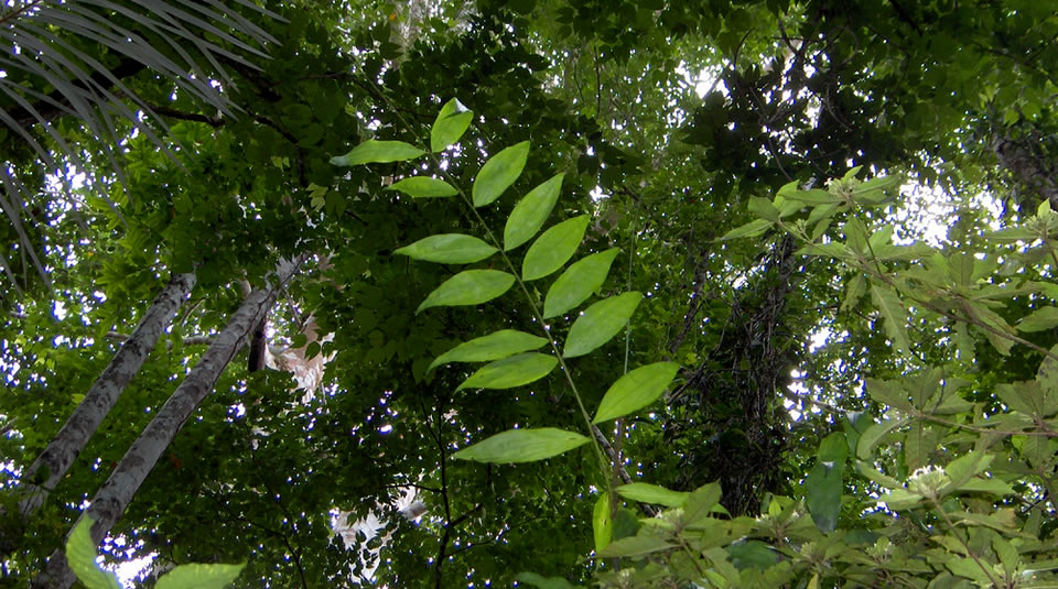 lucha deforestacion 