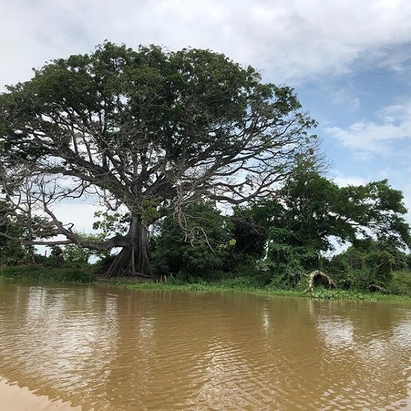 magdalena river nuts 5